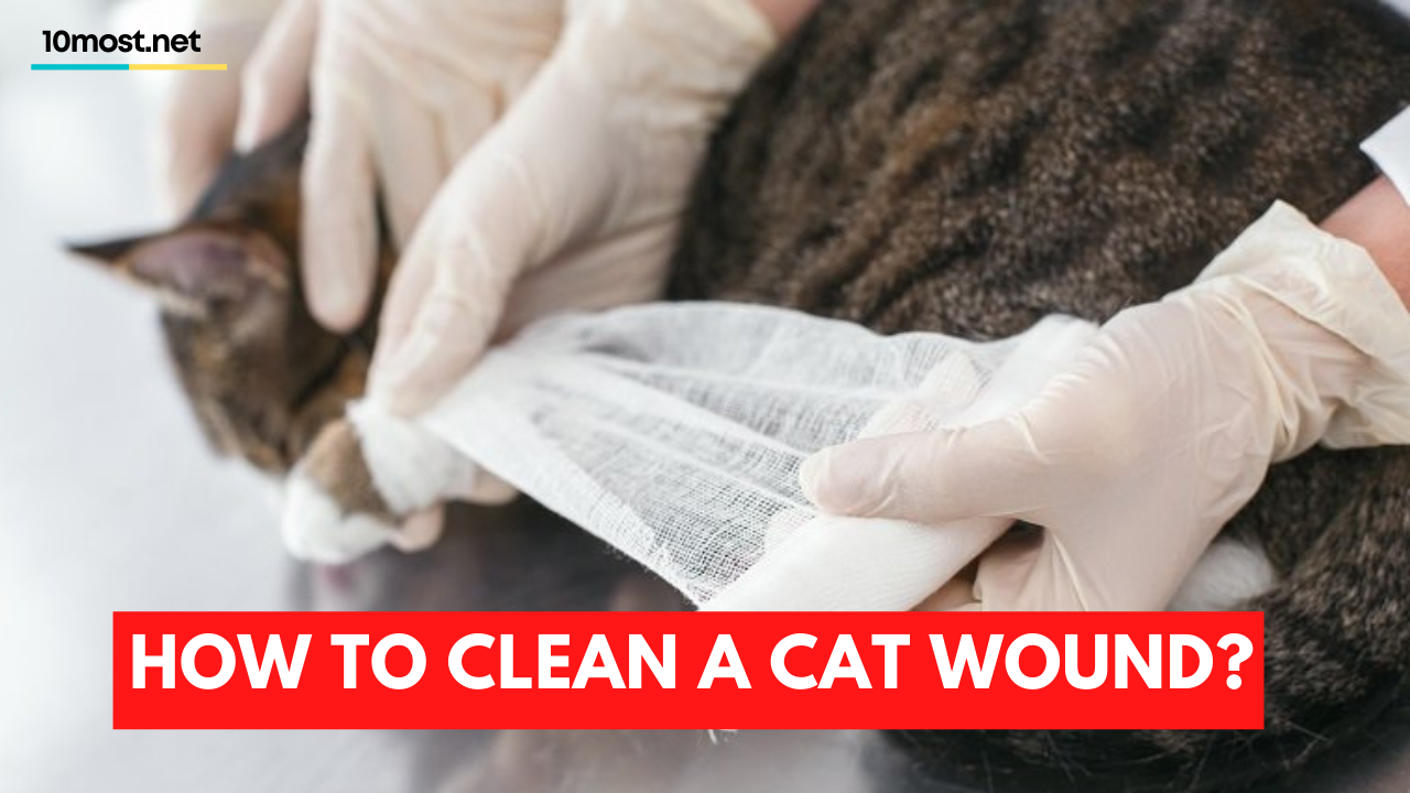 How to clean a cat wound?