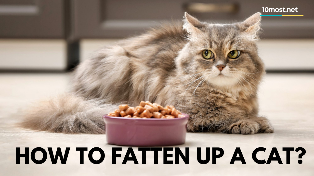 How to fatten up a cat? (The Top 5 Methods)