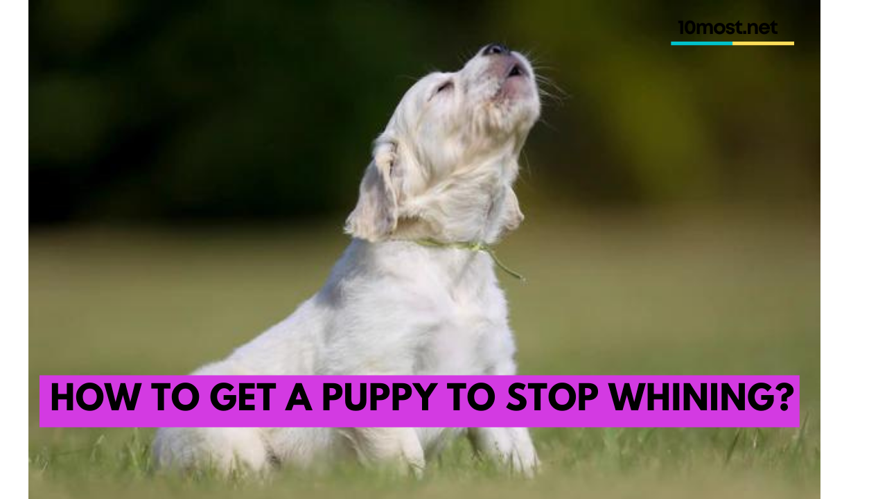 How to get a puppy to stop whining?