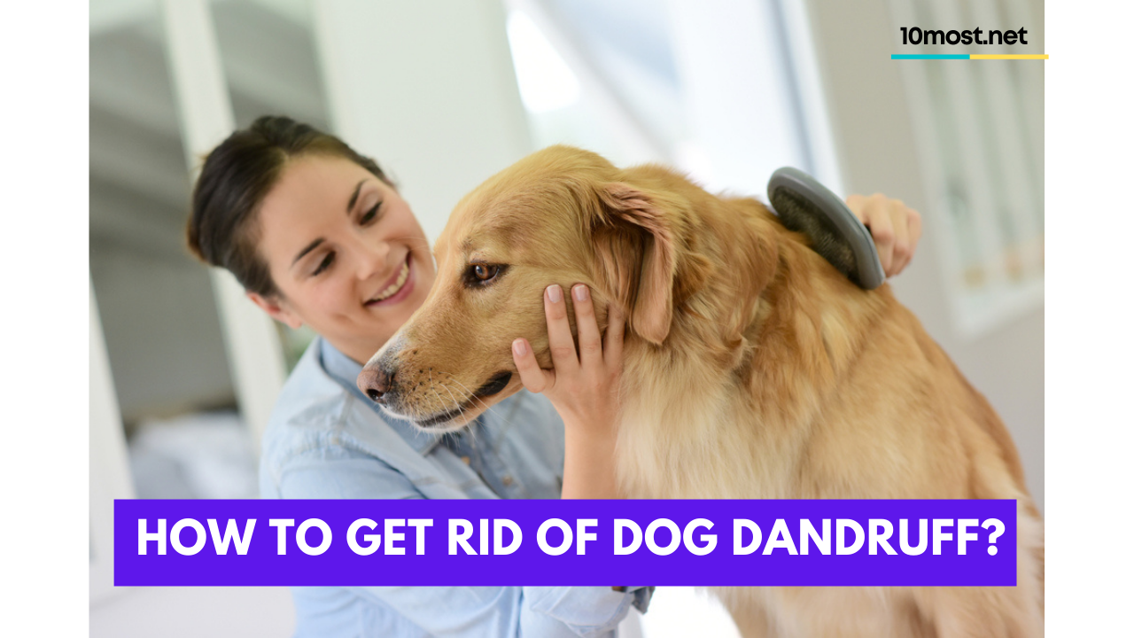 How to get rid of dog dandruff?