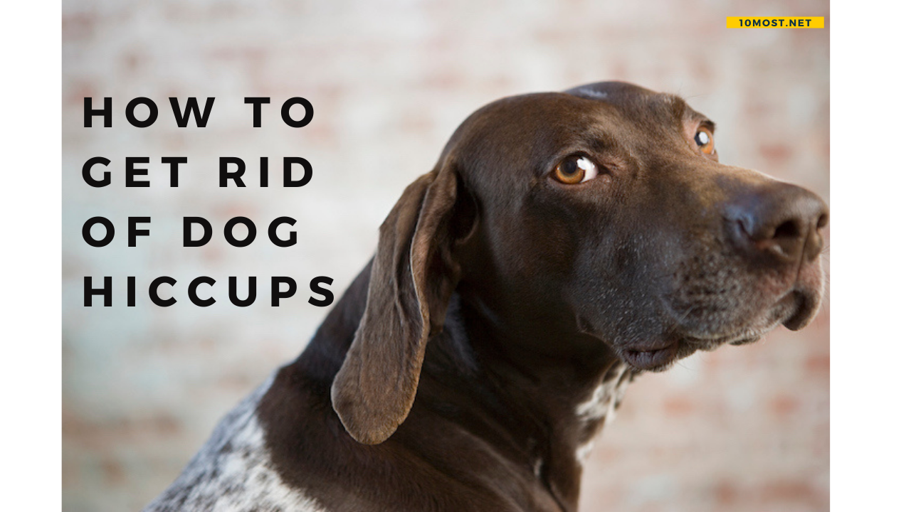 How to get rid of dog hiccups