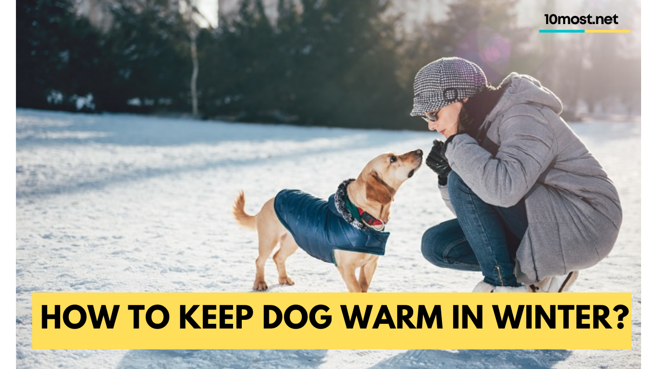 How to keep dog warm in winter? ( 8 Tips)