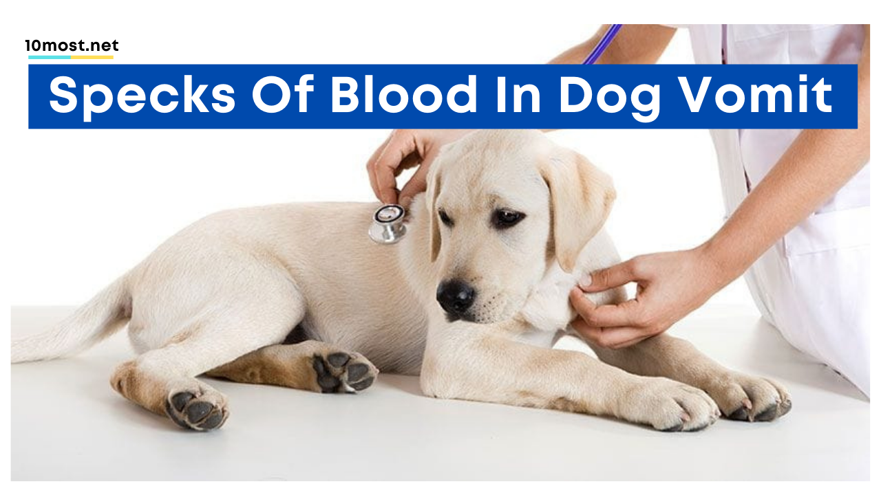 Specks of blood in dog vomit