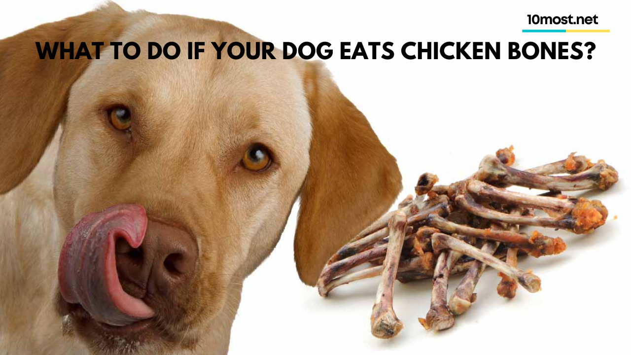 What to do if your dog eats chicken bones?