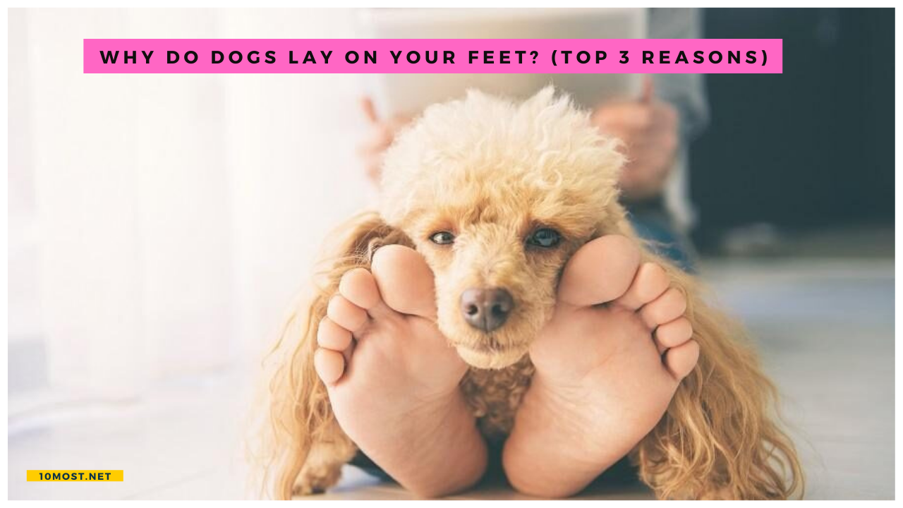 Why do dogs lay on your feet? (Top 3 Reasons)