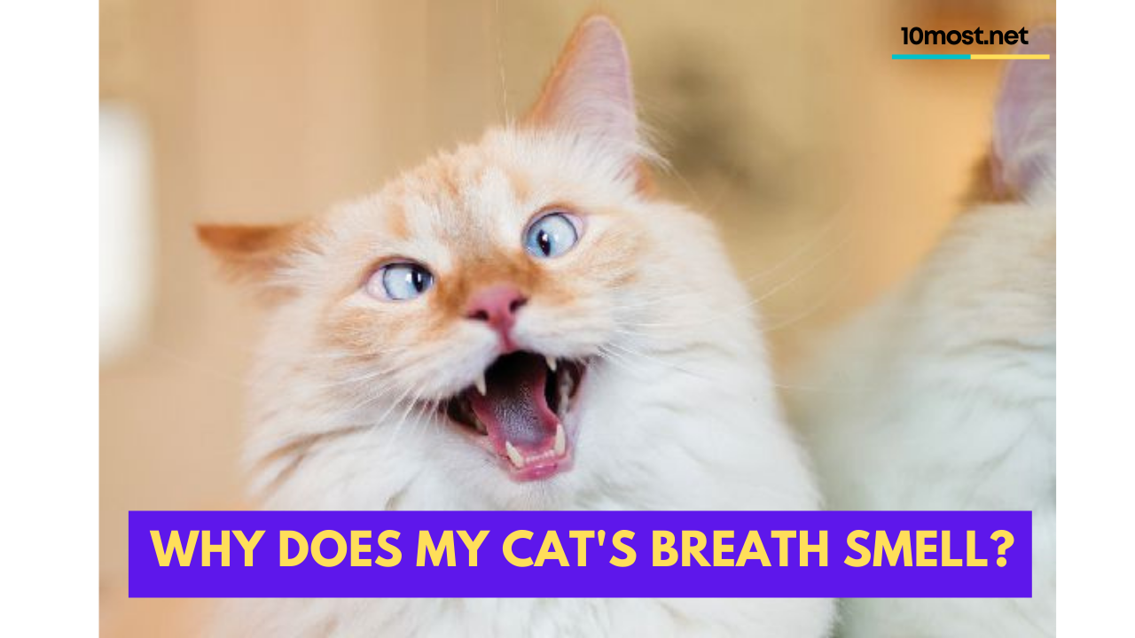 Why does my cat's breath smell?