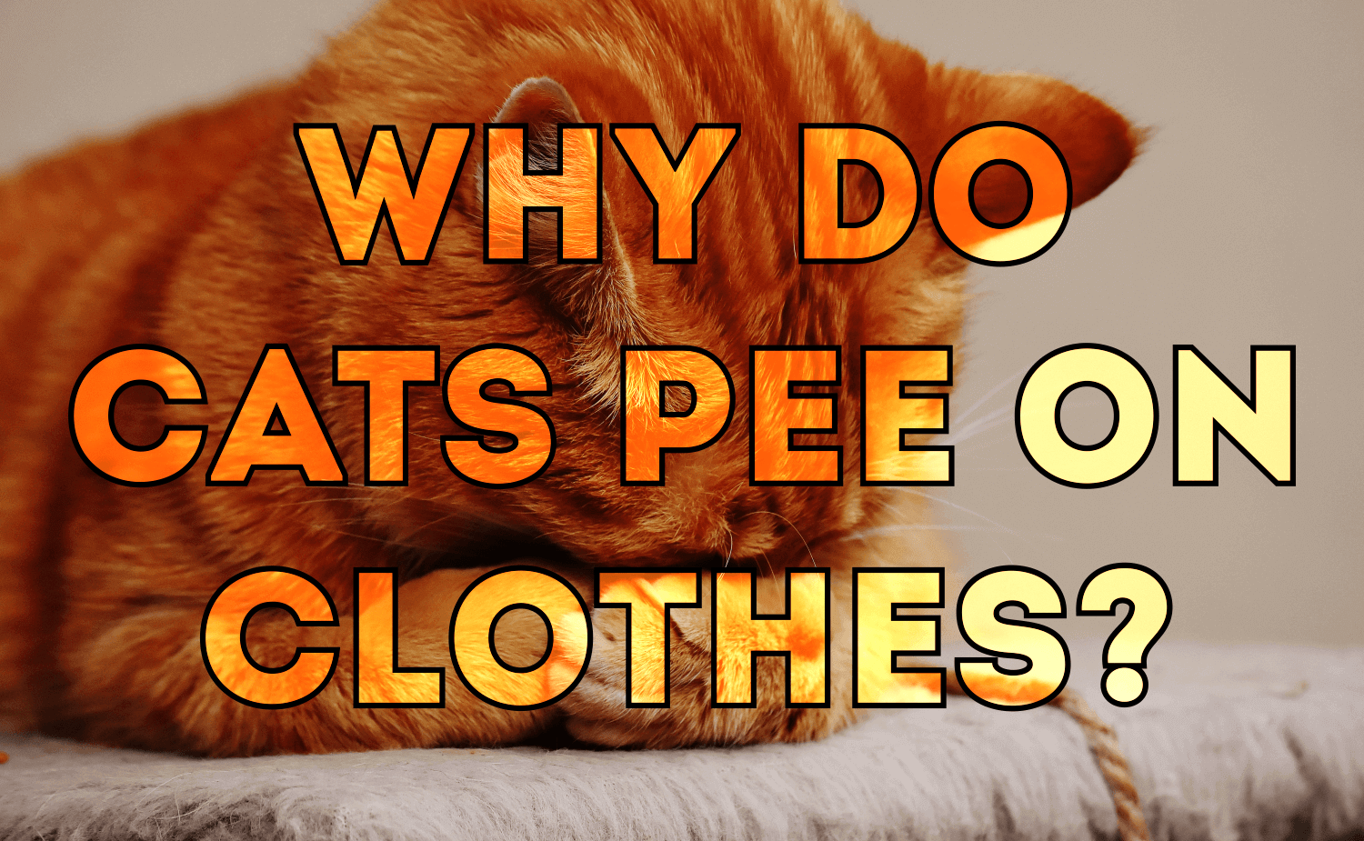 My Cat Keeps Peeing on My Clothes